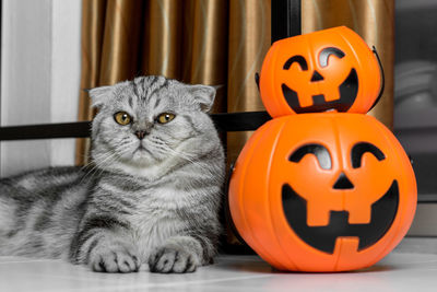 Close-up portrait of a cat