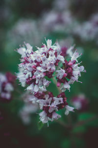 Close-up of pink cherry blossom