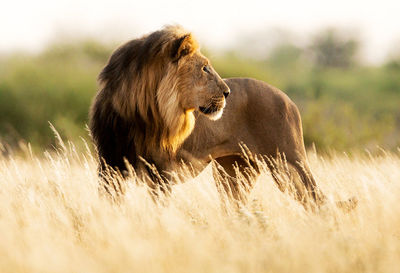 Lioness running on field