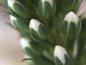 Close-up of flower