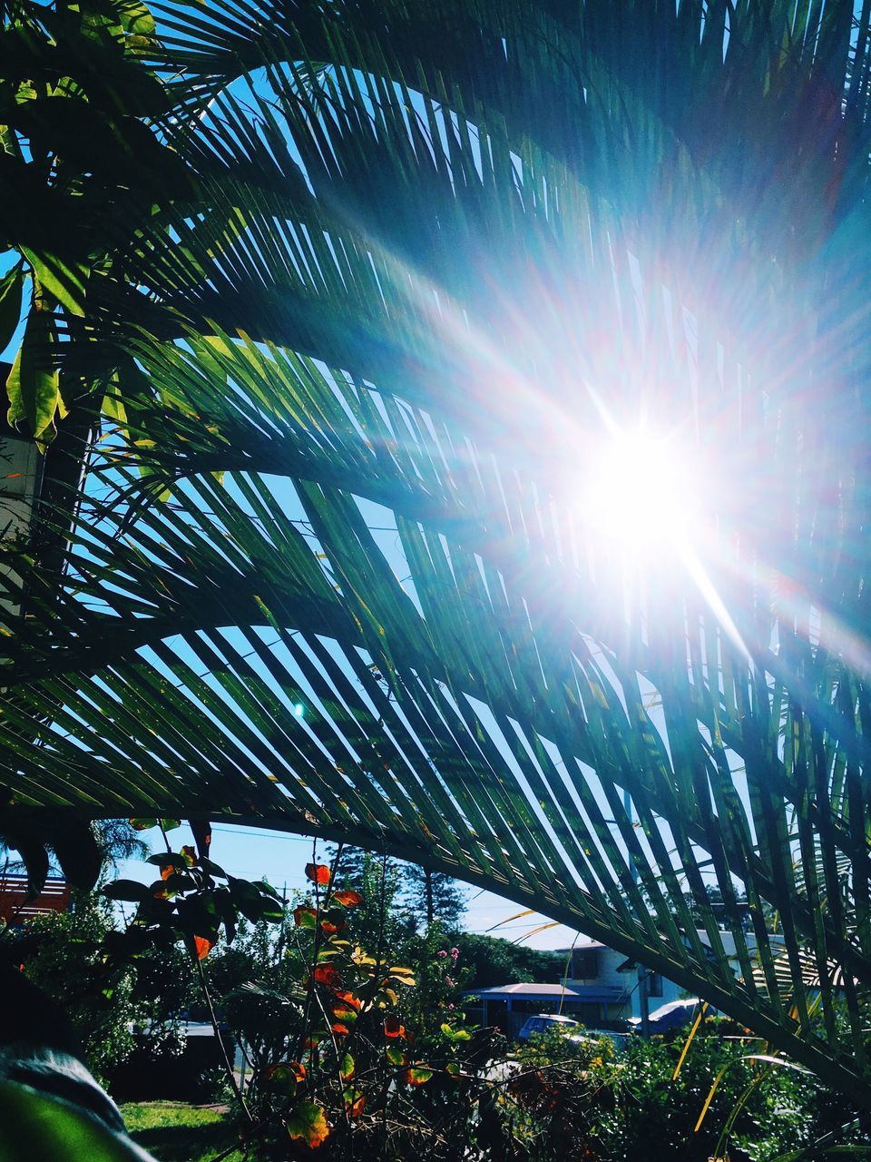 LOW ANGLE VIEW OF SUNLIGHT STREAMING THROUGH TREE