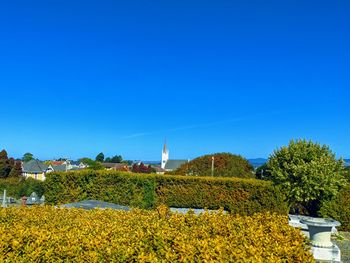 Scenic view of field against clear blue sky