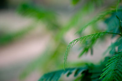 Close-up of crops growing on field