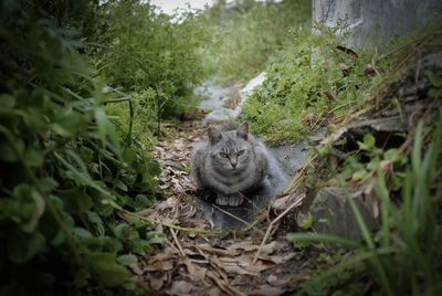 Portrait of cat on ground
