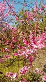 Close-up of pink cherry blossoms in park