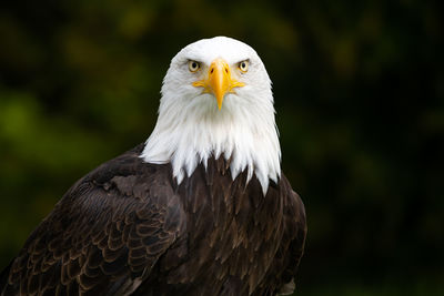 Bald eagle with view in camera