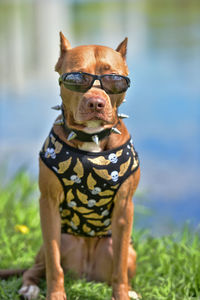 Portrait of a dog wearing sunglasses