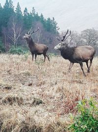 Deer in a field