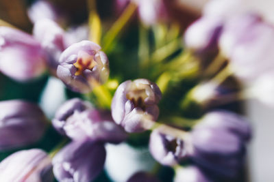 Close-up of purple flowers