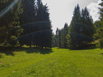 Trees growing on field against sky