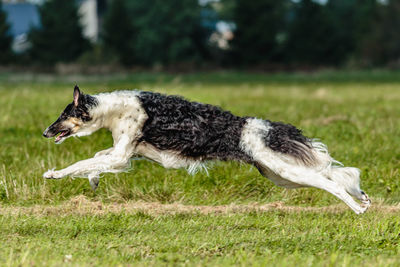 Russian hunting sighthound running in the field on lure coursing competition