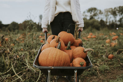 Man holding pumpkins in field