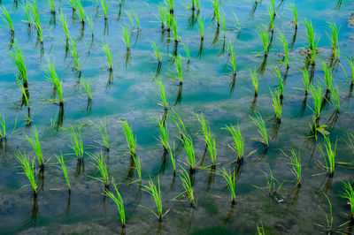 High angle view of plants growing in lake