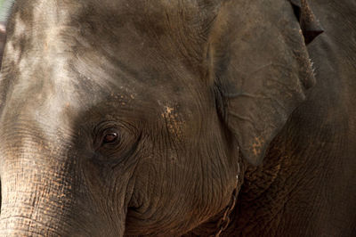 Close-up of elephant