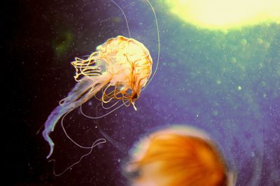 Close-up of fish swimming in aquarium