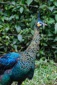 Close-up of peacock