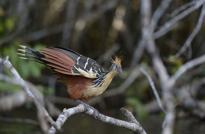 Close-up of bird perching on branch