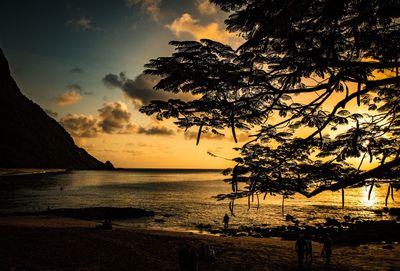 Silhouette tree on beach against sky during sunset