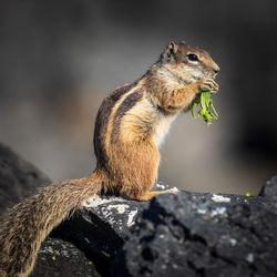 Close-up of squirrel on rock