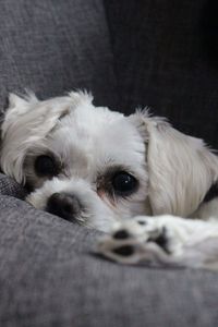 Portrait of dog lying down