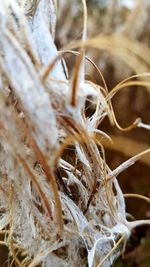 Close-up of plant