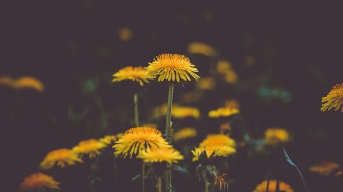 Close-up of yellow dandelion flower on field