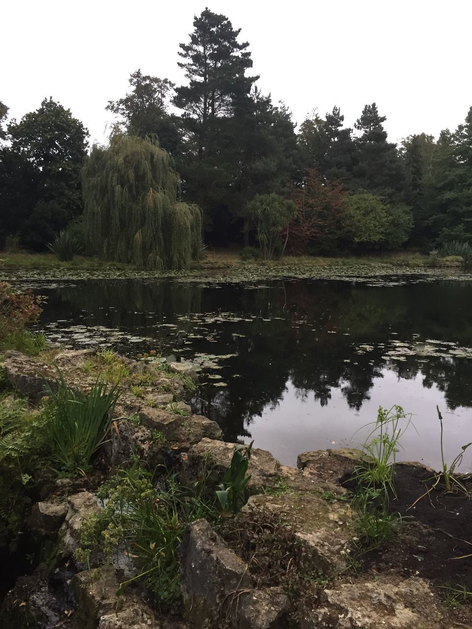 TREES GROWING BY CALM LAKE