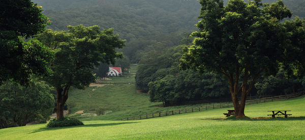 Trees growing on field