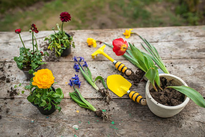 High angle view of potted plant