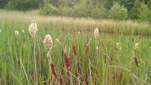 Scenic view of grass on field by lake