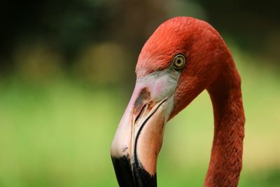 Close-up of a flamingo 