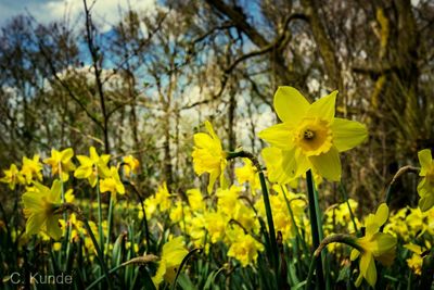 Close-up of yellow flowers blooming in field