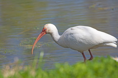 White ibis moving along the shore line in brazos bend state park in texas