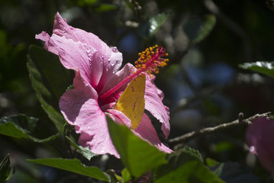 Close-up of pink flowers