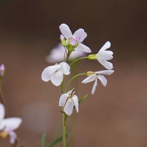 Close-up of white flowers