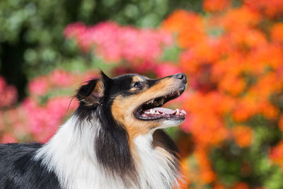 Tricolor adorable shetland sheepdog - sheltie portrait