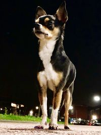Portrait of dog looking away at night
