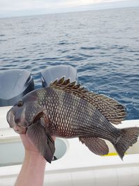 Black sea bass