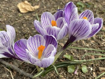 Close-up of purple crocus flowers on field