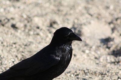 Close-up of bird perching on a field