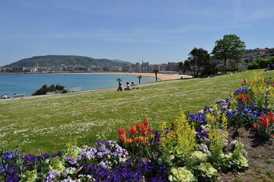 Scenic view of flowering plants against sky