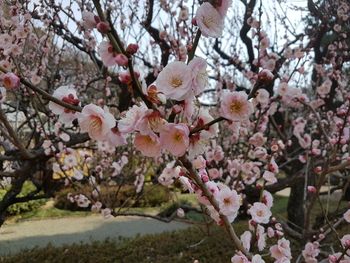 Close-up of pink flowers on tree