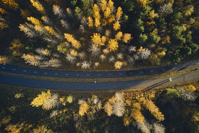High angle view of yellow trees by road