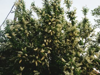 Low angle view of tree against sky