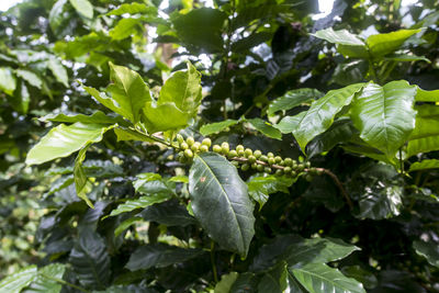 Close-up of fresh green leaves