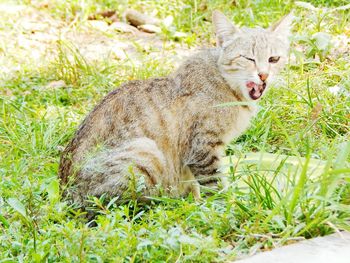 Portrait of cat yawning