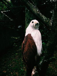 Portrait of an eagle against tree trunks