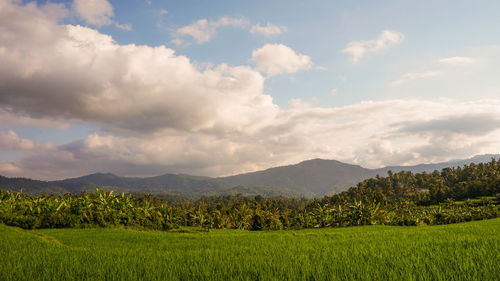 Scenic view of field against sky