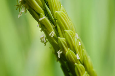 Close-up of fresh green plant