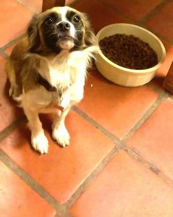 High angle view of dog on tiled floor